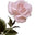 Heart of Doll logo